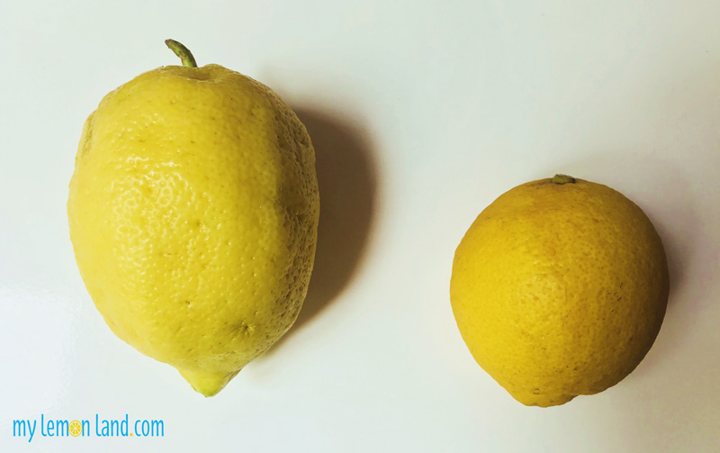 Limone-di-Sorrento-vs-limone-comune